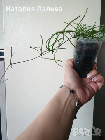 Хоя, hoya Retusa, снимка 4 - Стайни растения - 54774264