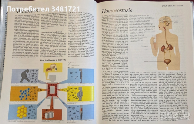 Атлас по анатомия / Atlas of Anatomy, снимка 4 - Специализирана литература - 55064882