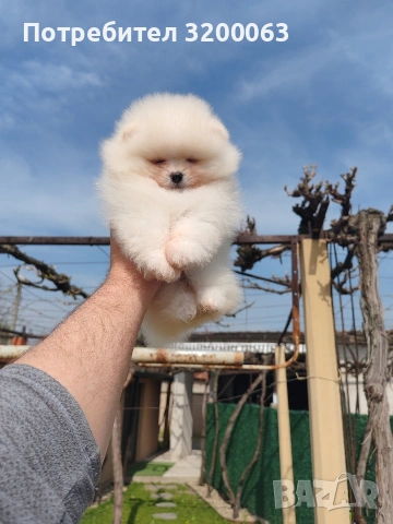 Померан мини мъжко 