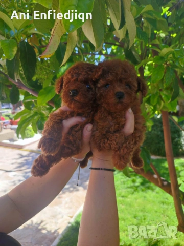 Пудел Той/Poodle Toy, снимка 8 - Пудели - 54553093