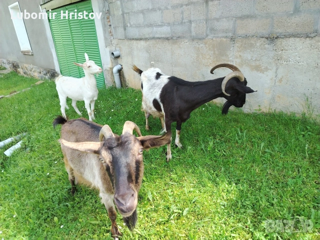Кози