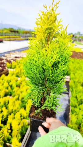 Туя Златен Смарагд, Thuja Occidentalis Golden Smaragd, студоустойчива!!, снимка 5 - Градински цветя и растения - 54767833