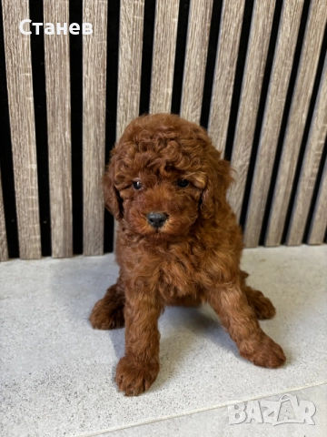Мини Пудели / Mini Poodles, снимка 2 - Померан - 55655687