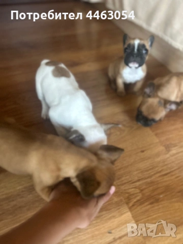 Бебета Френски Булдоци, снимка 6 - Френски булдог - 54174661