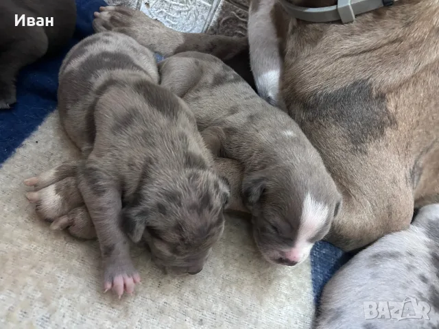 American BullyXL кученца , снимка 2 - Други - 55627333