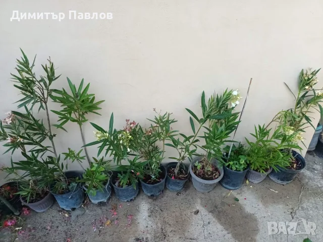 Зокуми,Олеандри,Лян, снимка 1 - Градински цветя и растения - 51546447