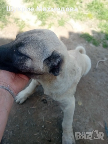 Малки кангали