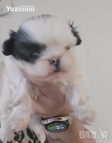 Кралски малки  пекинези, снимка 3 - Пекинез - 54316787