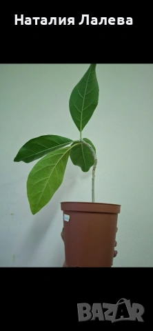 Юанулоа, Juanulloa aurantiaca, снимка 3 - Стайни растения - 54052152