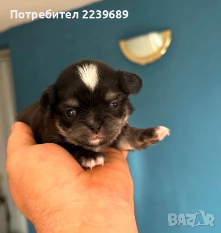 Чистокръвни дългокосмести чихуахуа, снимка 4 - Чихуахуа - 54606308