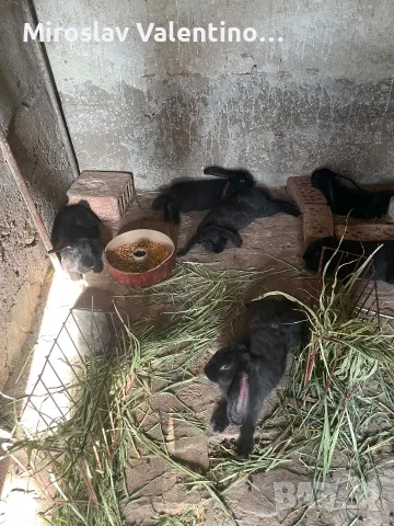 продавам зайци на 3 месеца