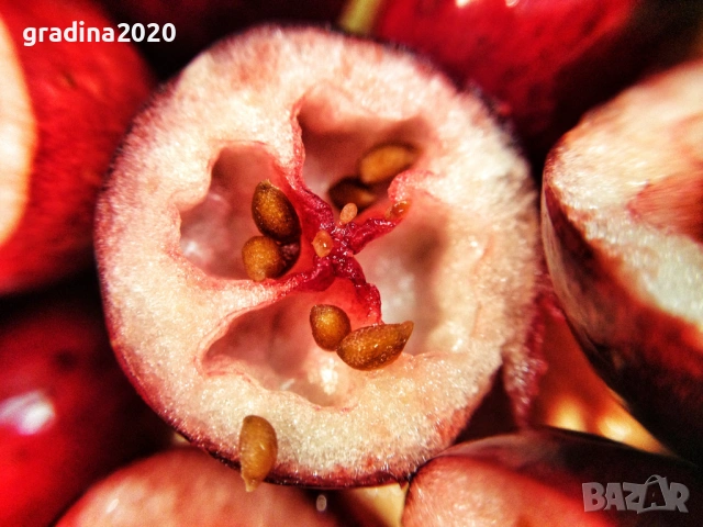 Американската червена боровинка, снимка 4 - Разсади - 52921783