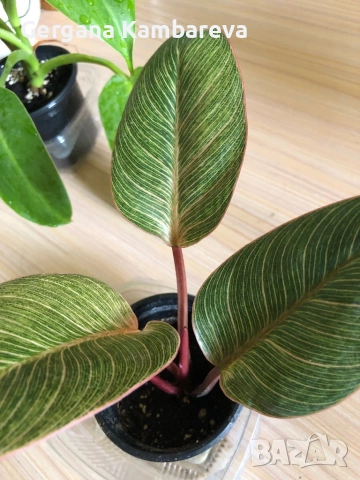 Philodendron Pink Birkin 