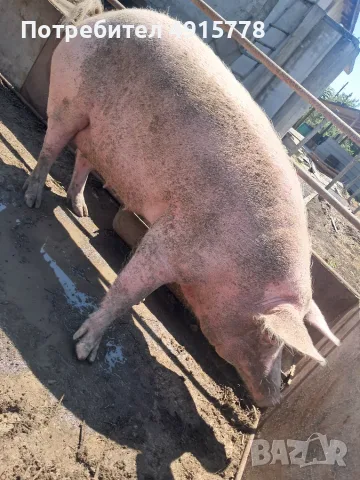 Свине за майки.