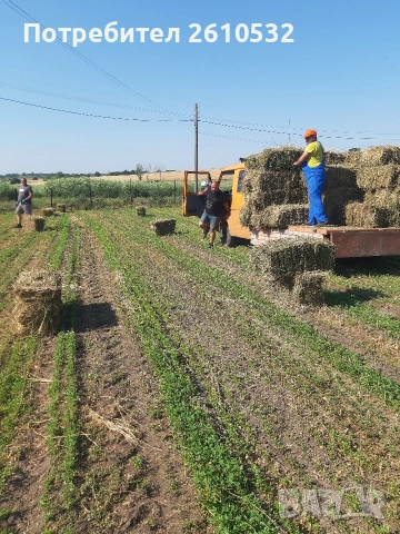 Бали люцерна, снимка 2 - Овце - 55000398