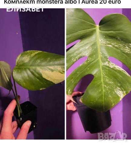 Комплект monstera albo I Aurea 