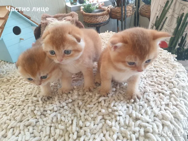 Шотландски Златни чинчили, снимка 3 - Чинчили - 55503230