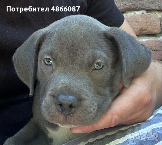 Питбулче (bully), снимка 4 - Питбул - 55030688