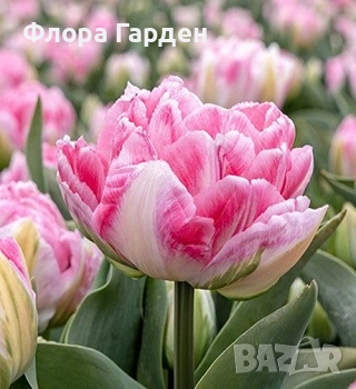 Луковици ЛАЛЕТА - Предварителни поръчки, снимка 5 - Сортови семена и луковици - 55089386
