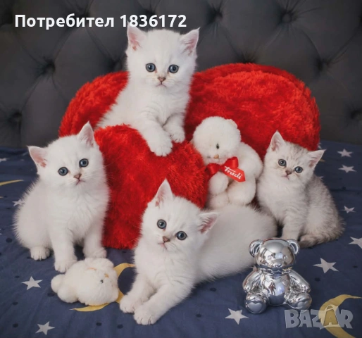 Сребърна чинчила момче и момиче