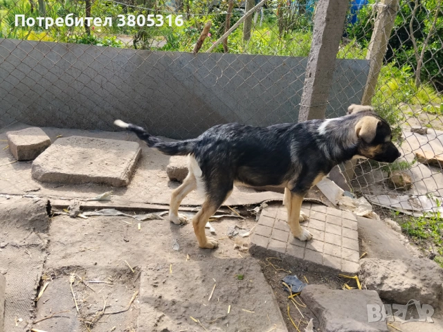 подарявам кученца, снимка 10 - Други - 54445778
