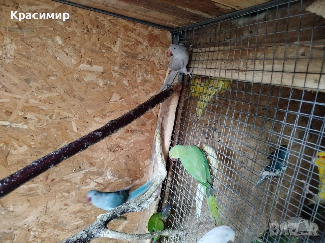 различни видове птици, снимка 6 - Папагали - 54680717