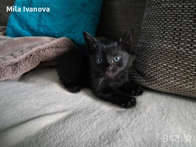 Подарявам бебе коте, снимка 5 - Други - 55289981