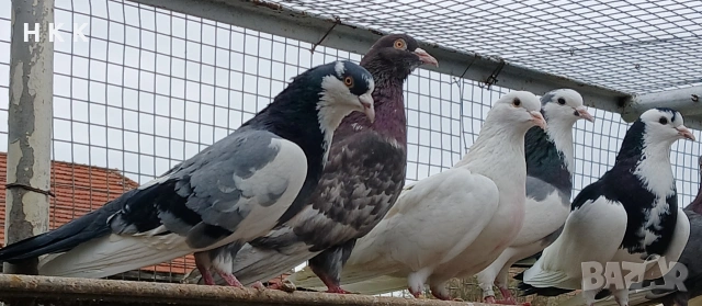 Пазарджишки гълъби , снимка 16 - Гълъби - 54061614