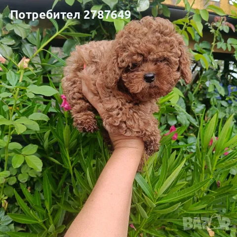 Той пудел момичета