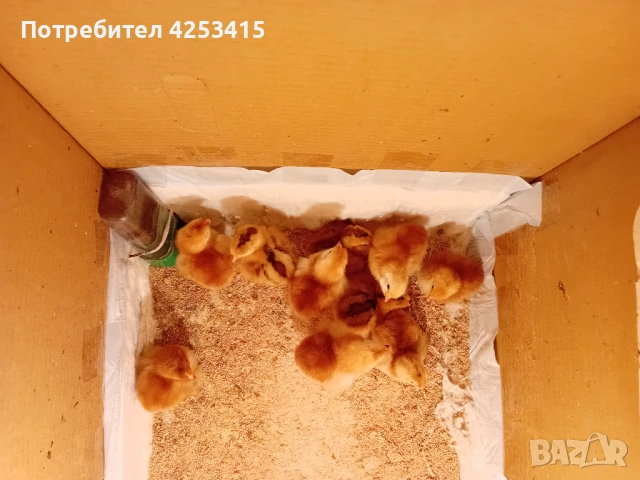 Пиленца Роудайланд , снимка 2 - други­ - 54631863