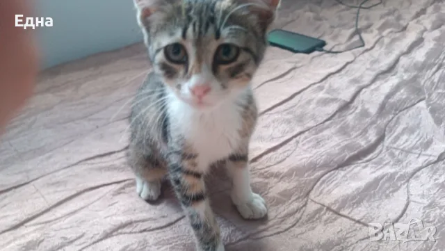 Подарявам добри котета,на добри хора., снимка 5 - Други - 55366035