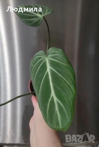 Филодендрон 'Глориозум Зебра' / Philodendron gloriosum zebra, снимка 3 - Стайни растения - 55607037