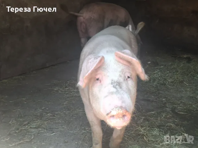 🐷 Продавам бели прасета (прасенца) 🐖 гр. Кнежа - 1 свободно, снимка 3 - Прасета - 51024233