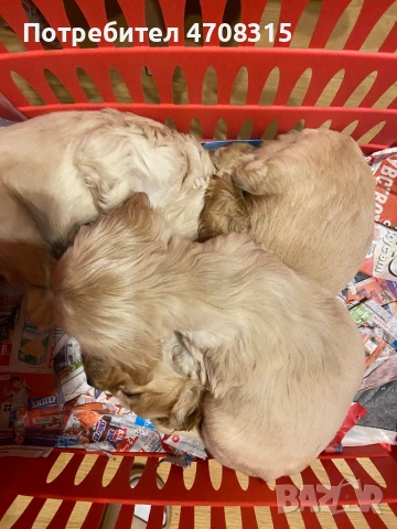 Кокер шпаньол момче ваксина, снимка 8 - Кокер шпаньол - 54218766