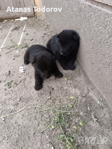 Белгийски овчарки, снимка 2 - Белгийска овчарка - 54227926