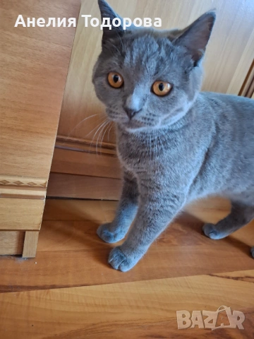 Синя британска късокосместа котка