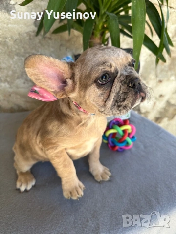 Френски булдочета (флъфи ген)