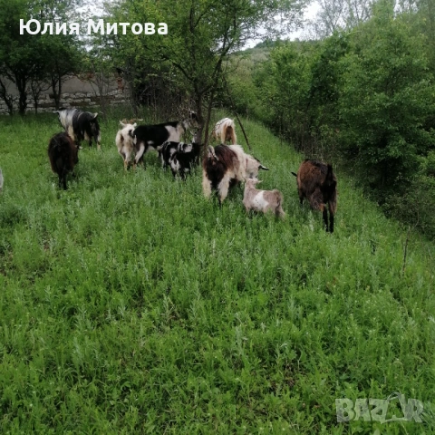 Продават се яренца, снимка 3 - Кози - 54589856