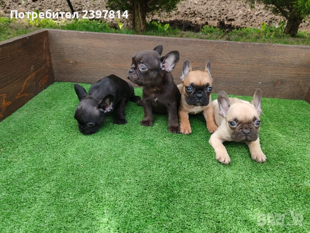 Френски булдог , снимка 8 - Френски булдог - 53832556