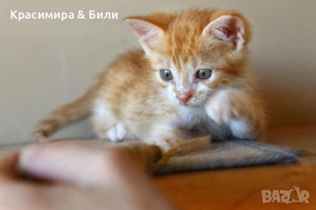 Малки котенца търсят дом, снимка 3 - Други - 54719885