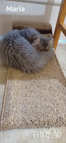 Персийски котета, снимка 13 - Персийска - 47166109