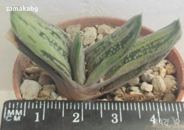 Гастерия (GASTERIA CARINATA RETUSA VARIEGATA VARIEGATED)