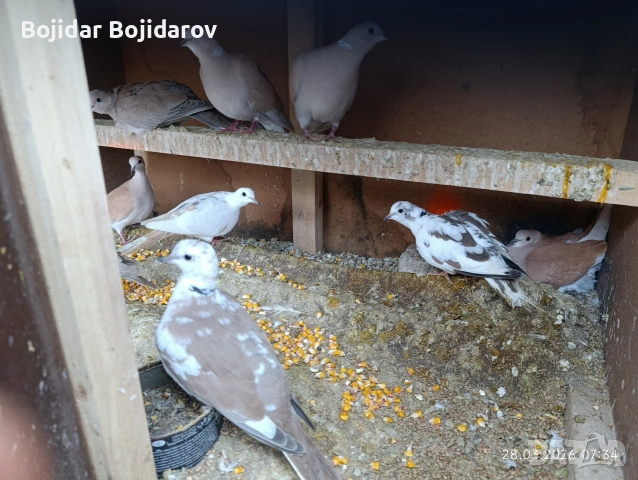 Смеещи гугутки ,скумрийки, снимка 2 - други­ - 54002854