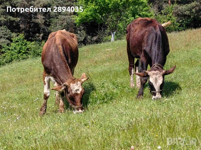 заплодени юнички , снимка 9 - Крави - 54847173