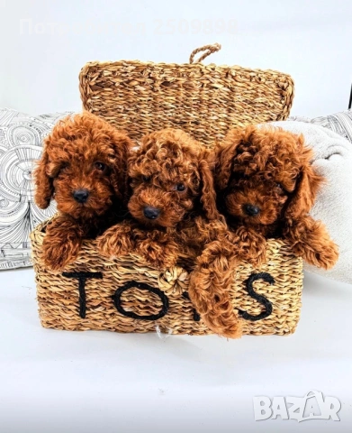 Той Пудел/ Toy Poodle 