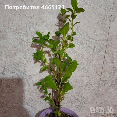 Еуфорбия/Христов венец Цвете, снимка 3 - Стайни растения - 54742956