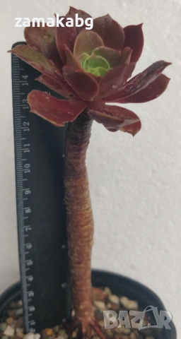 Еониум (Aeonium sp.), сукулентно растение