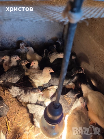 малки пилета, снимка 2 - За птици - 54349804