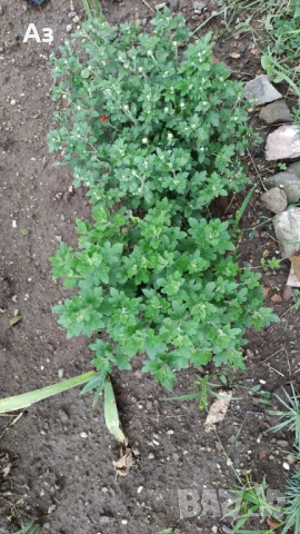 Продавам разсад на ниски Хризантеми есенни, снимка 3 - Разсади - 54314882