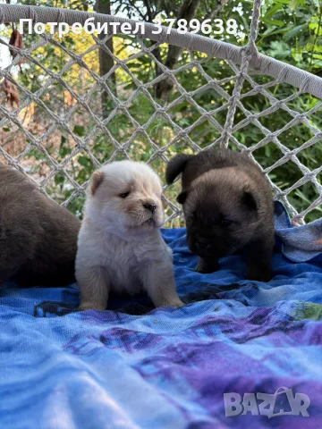 Чау - Чау  💙🐾🐶 Най-пухкавите Чау Чау бебета очакват своите нови семейства , Много скоро 🎉🪭❤️✨🐾🥰🐩➡️⤵️, снимка 7 - Чау Чау - 55342819